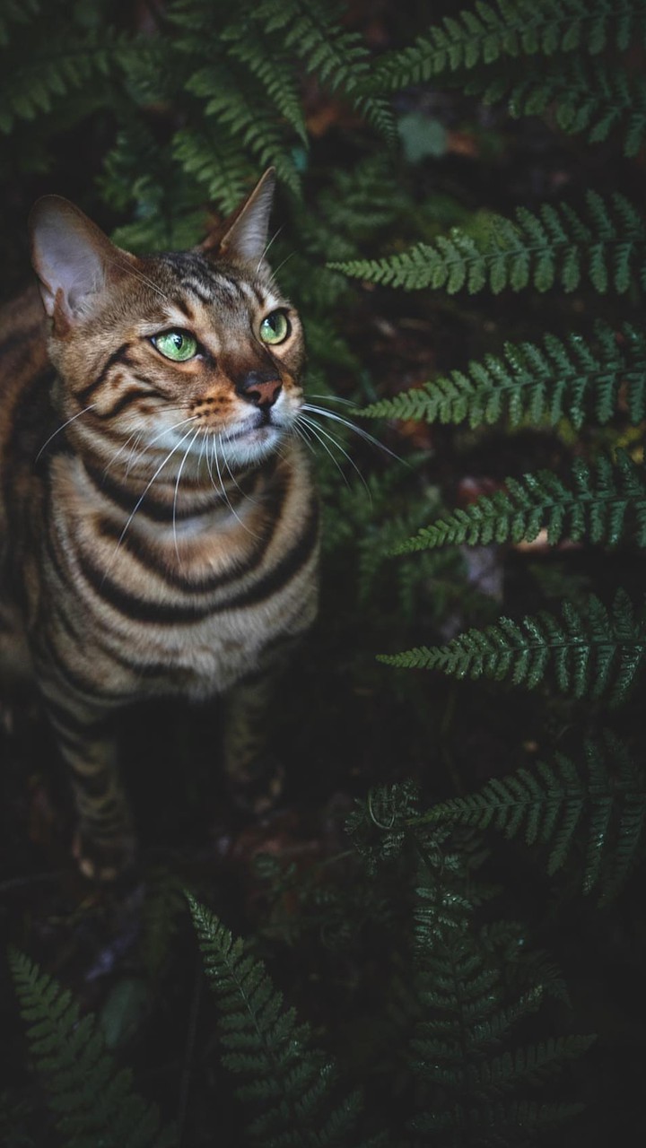 Кот
