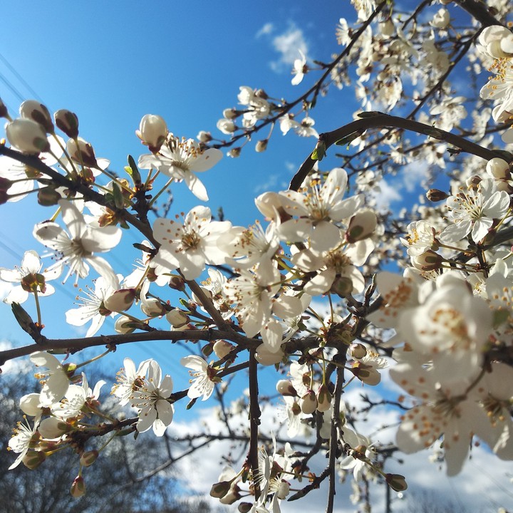 Spring/ cherry
