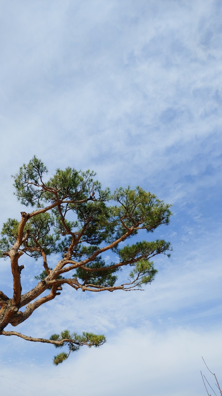 tree