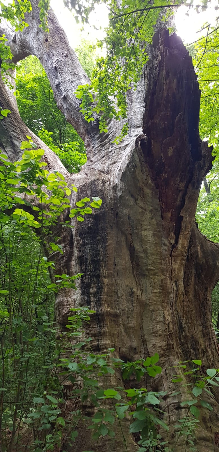 old tree