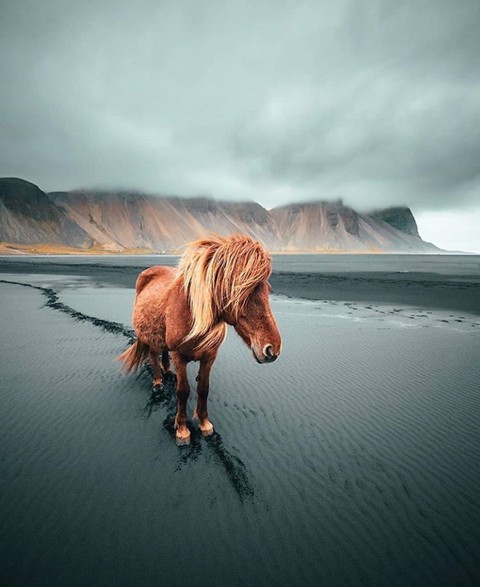 horse