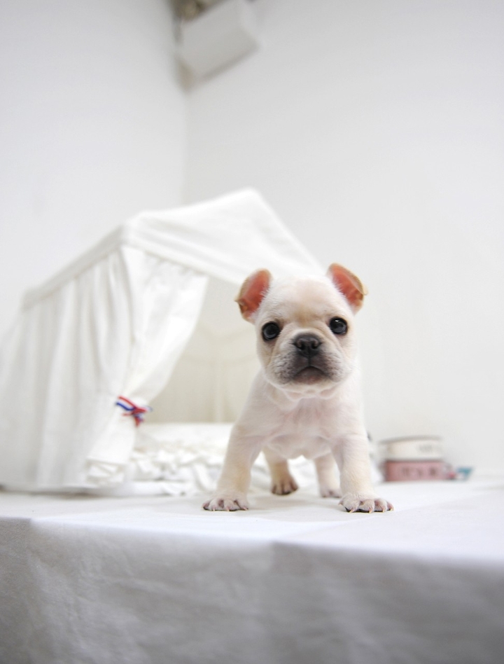 cute dog