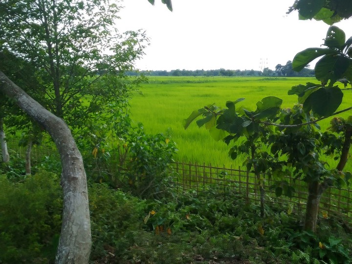 Nature