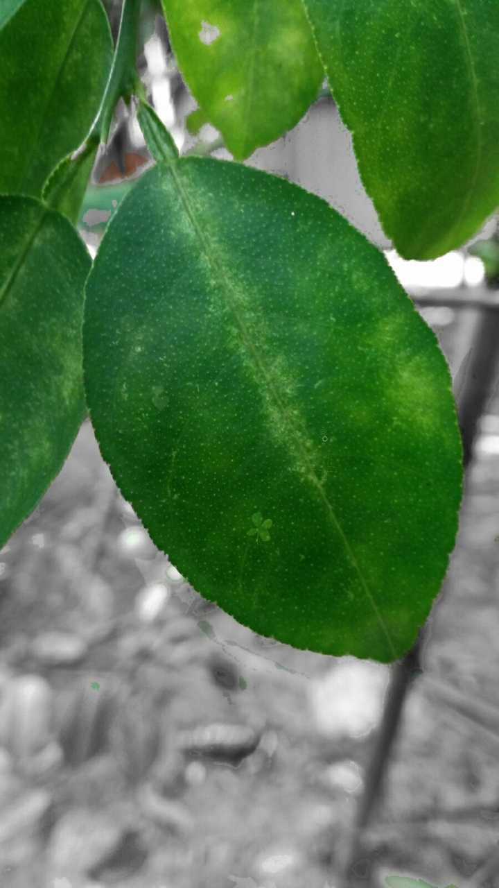 Green Leaf