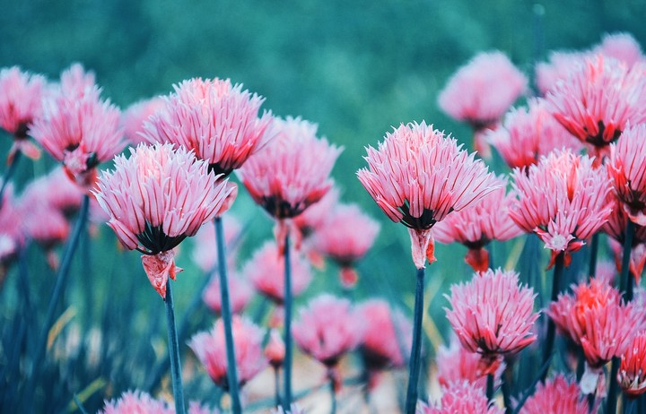 summer flowers