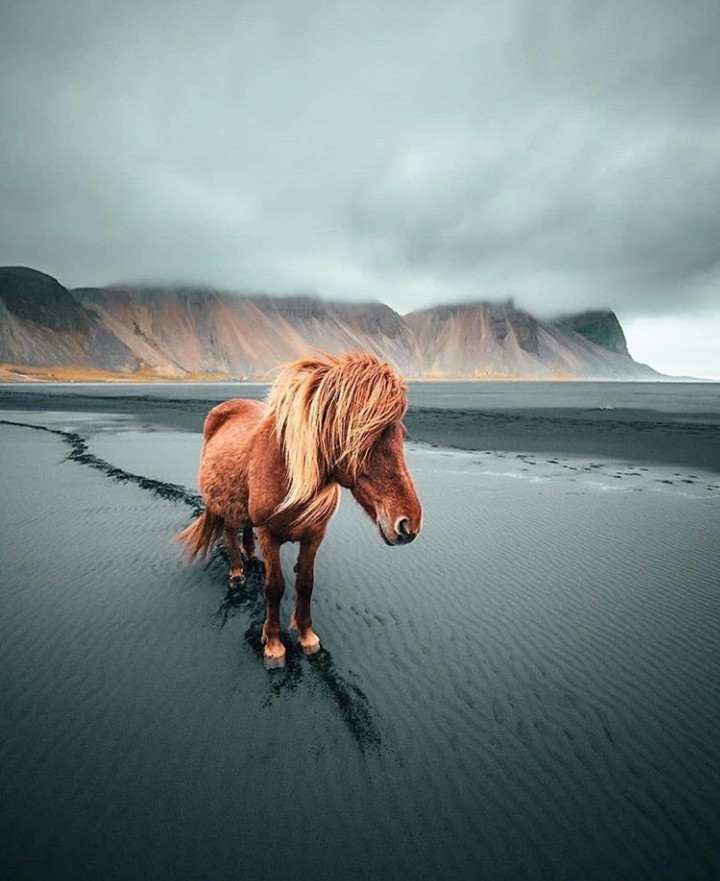 horse