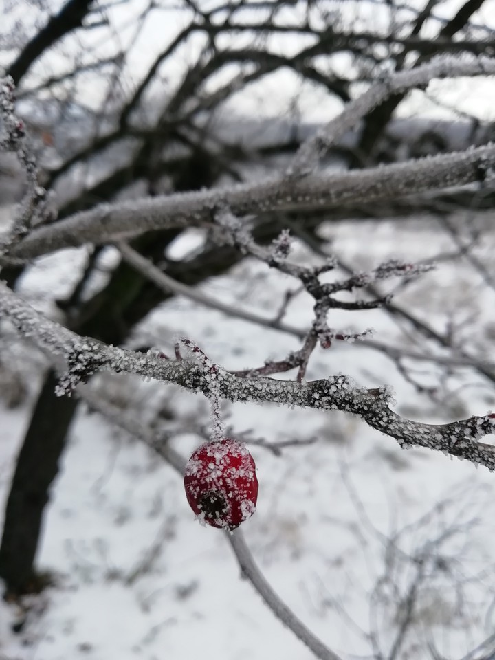 зима красавица❄️