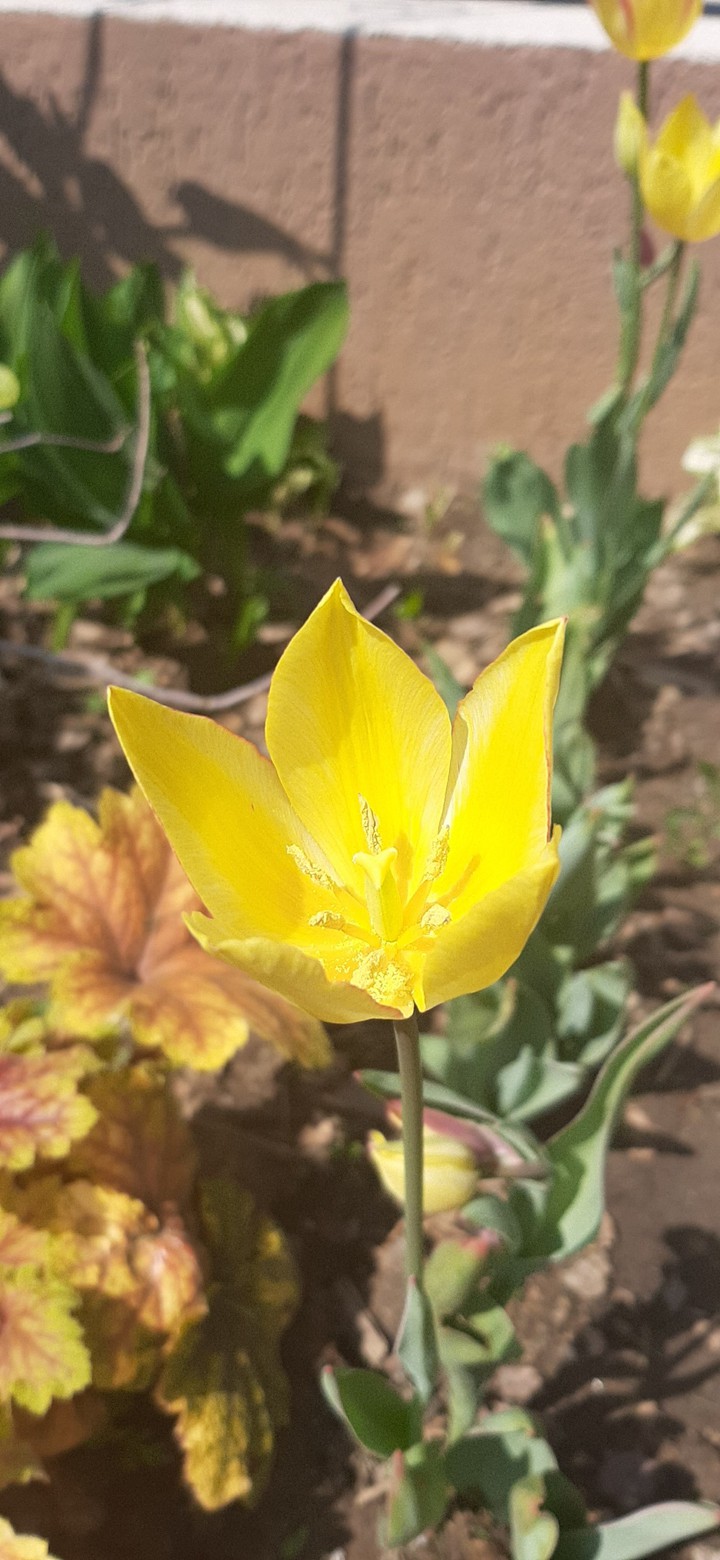 Yellow  Tulip