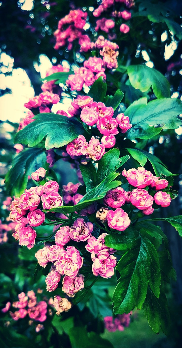 flowers