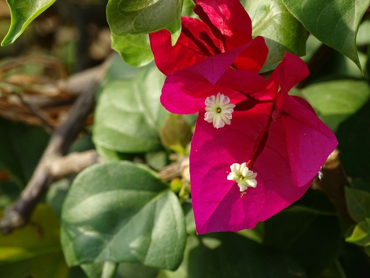 Flower at Lalbagh
