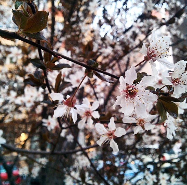 spring
