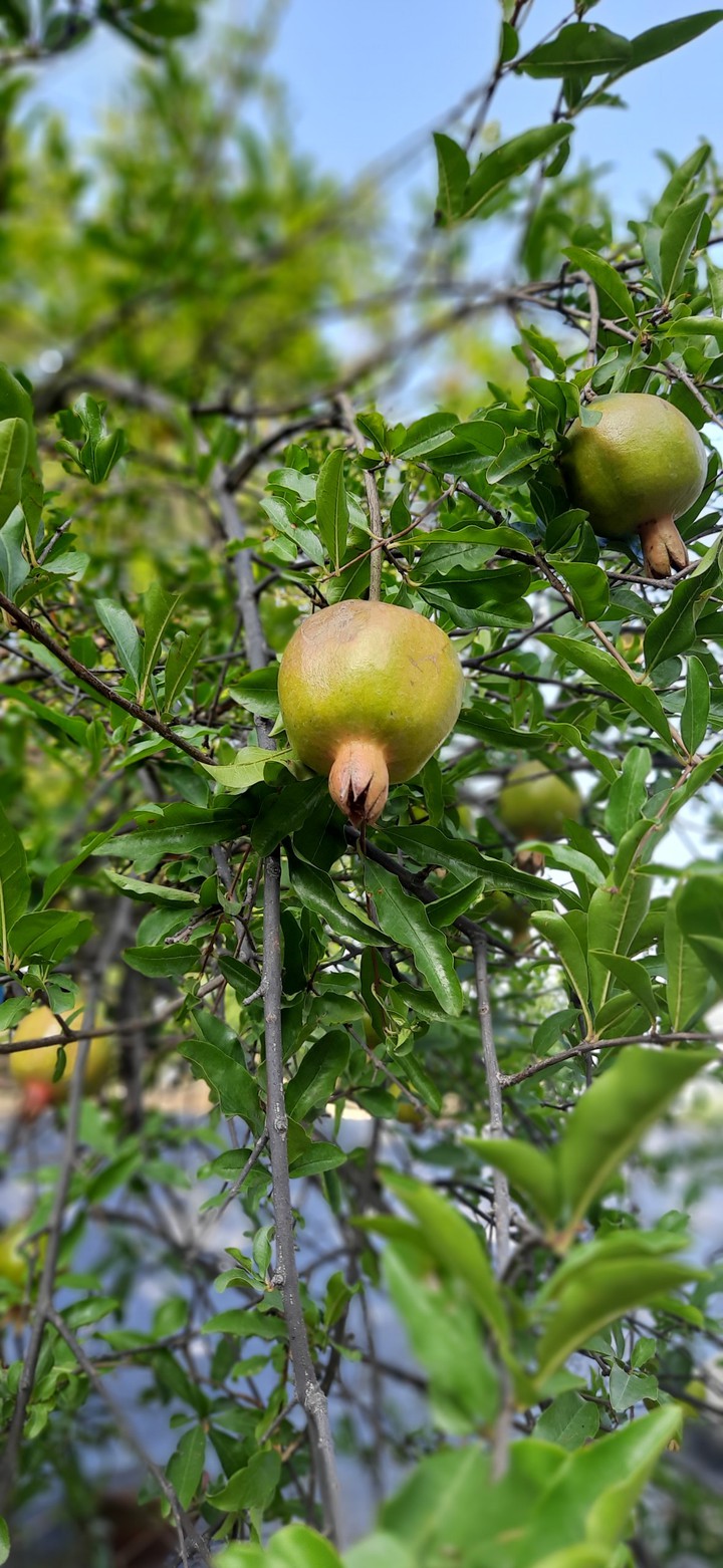 nature