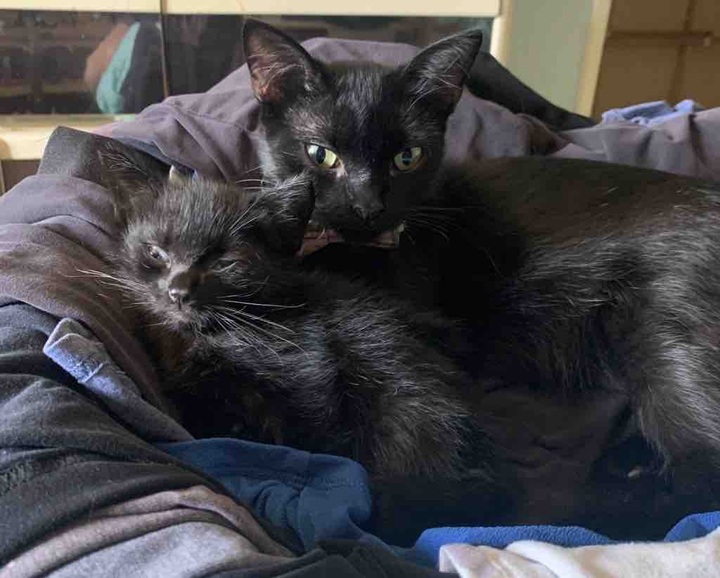 Black Cat Mama & Baby