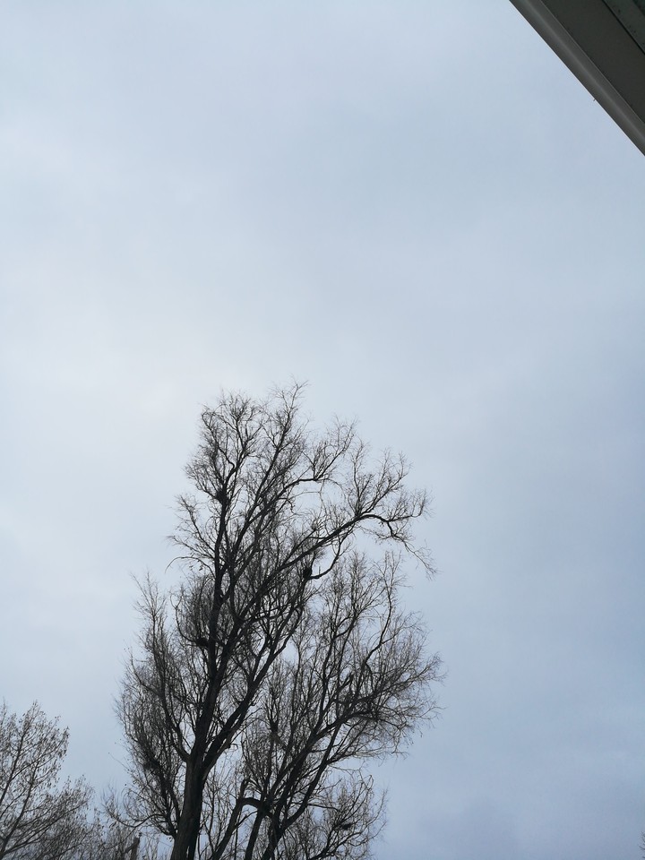 sky tree nice chilly day