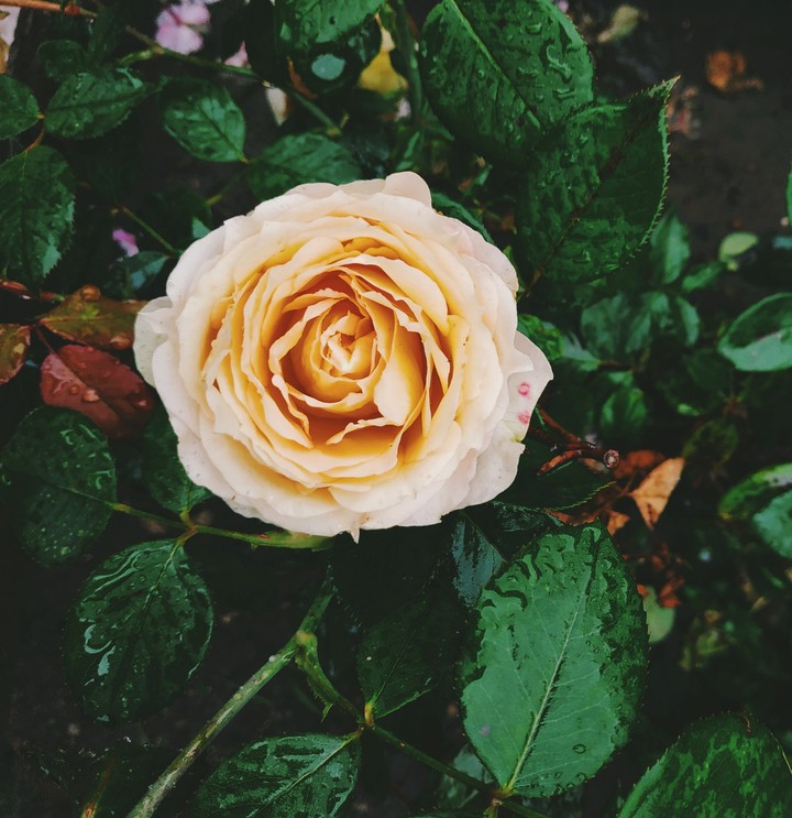 ROSE