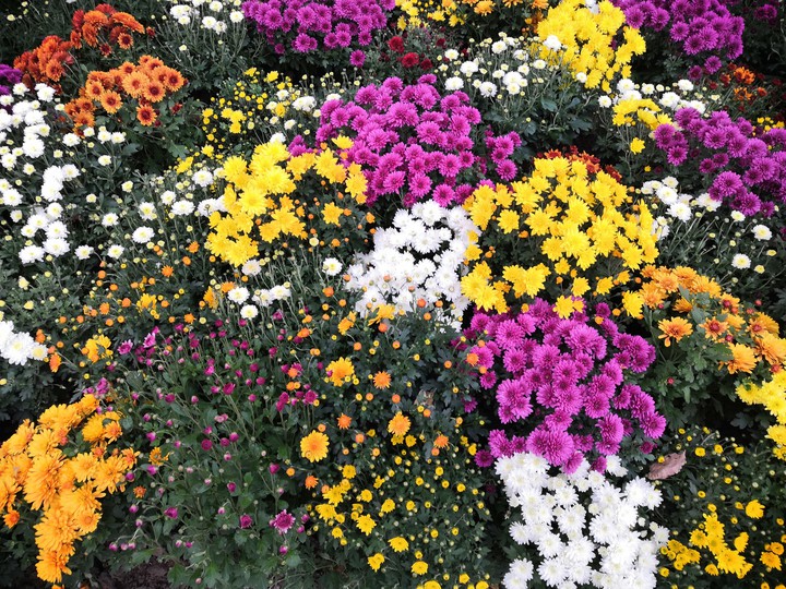 flowers