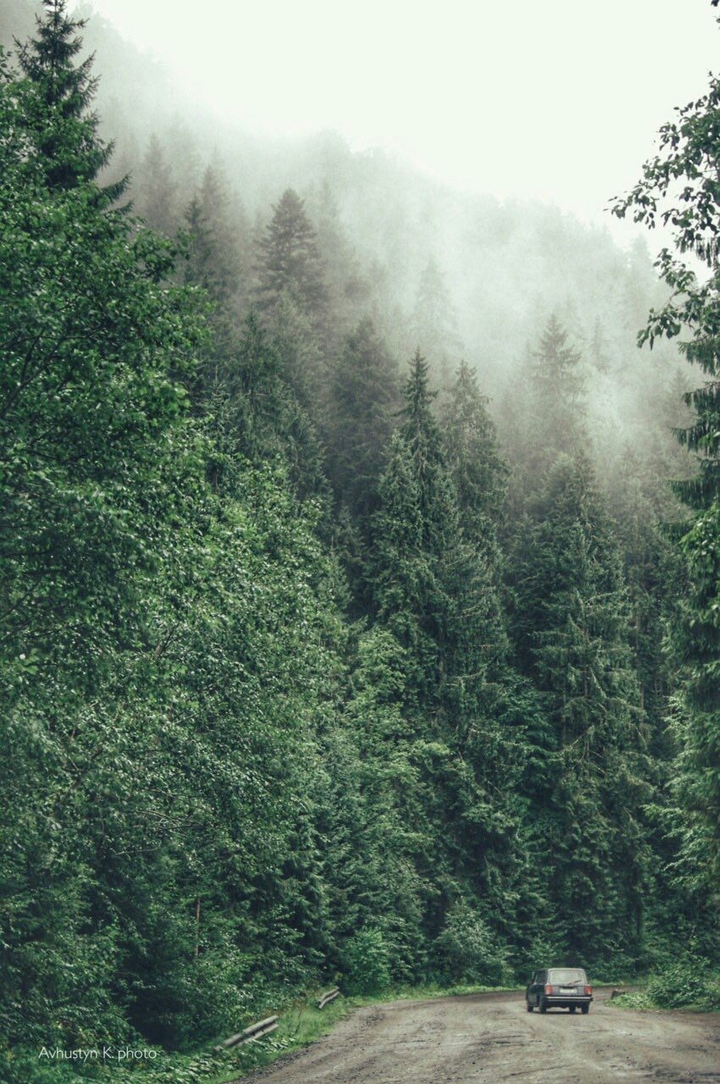 лес