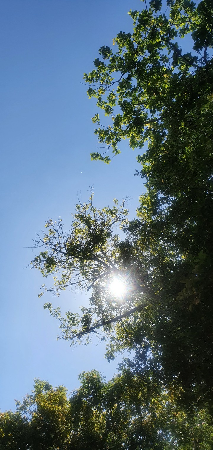 Spring sun
