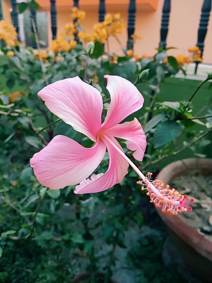 Beauty