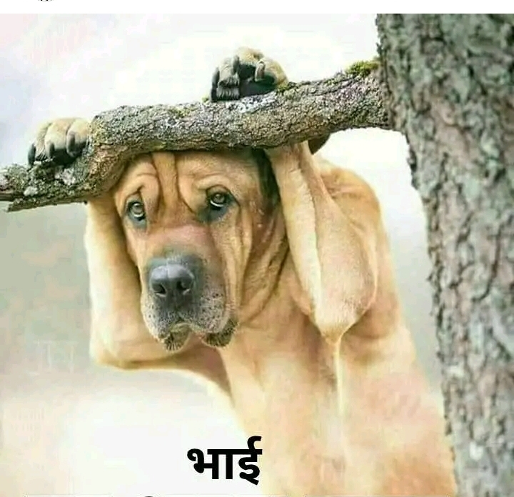 my bast dog