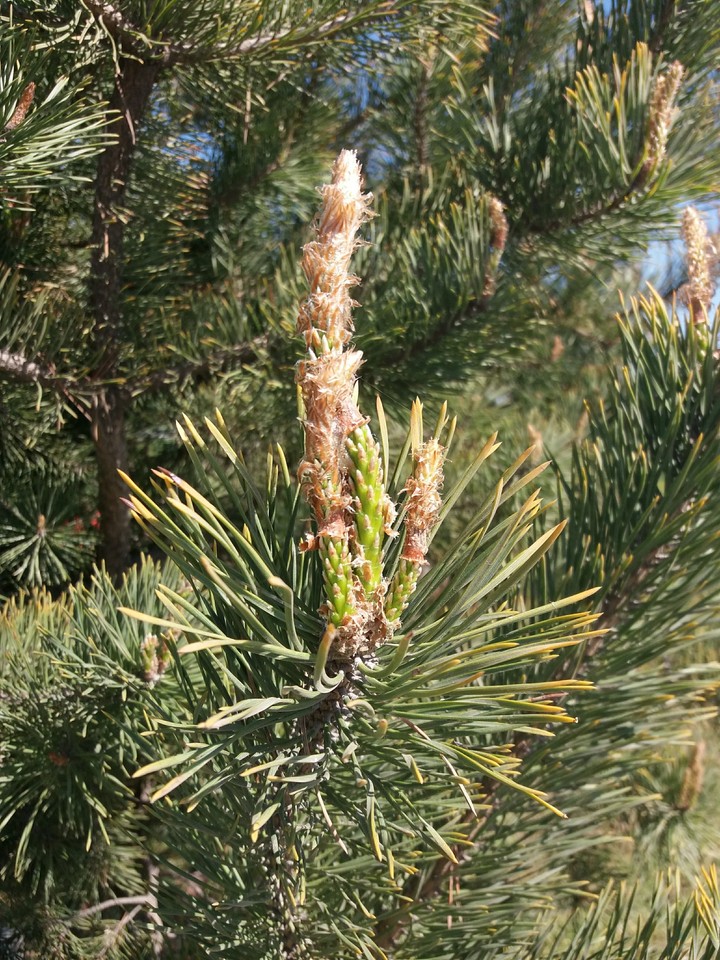 pine tree