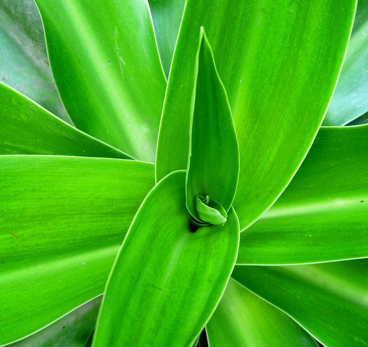 Green leaf