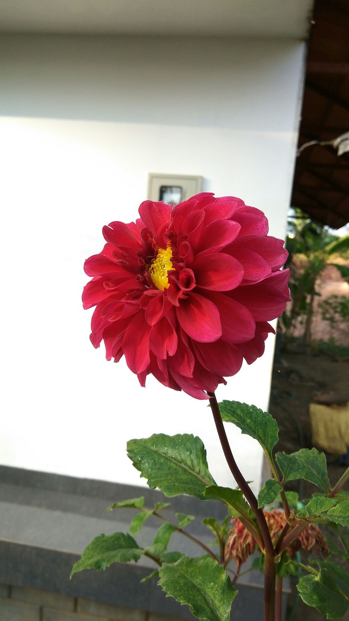 flower
