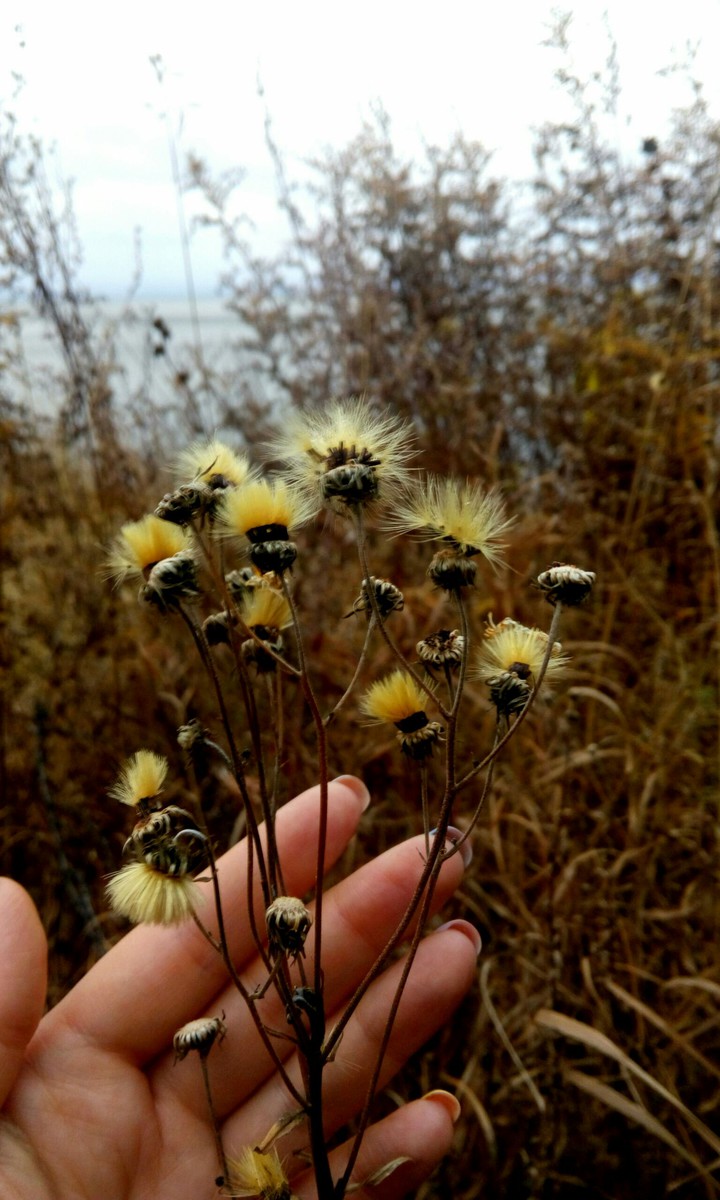 Autumn. Baikal. Wild.