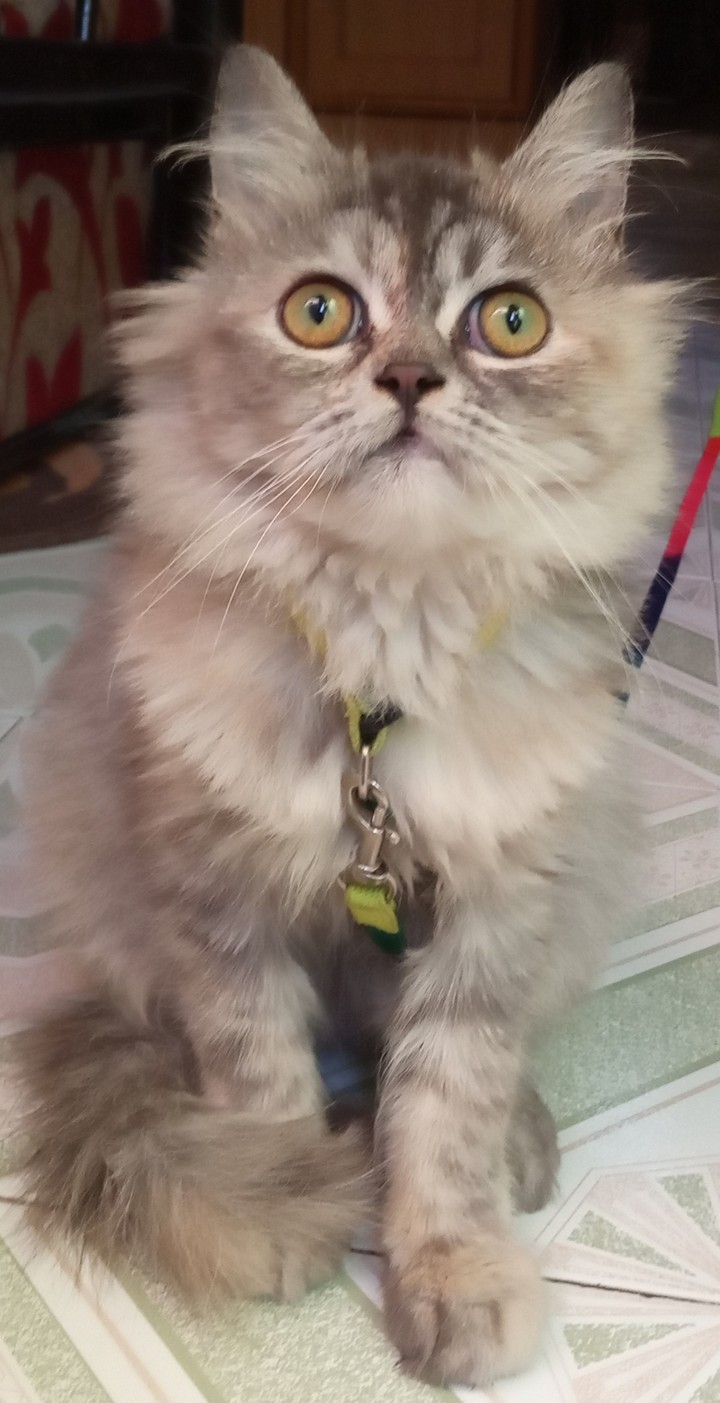 Tyson