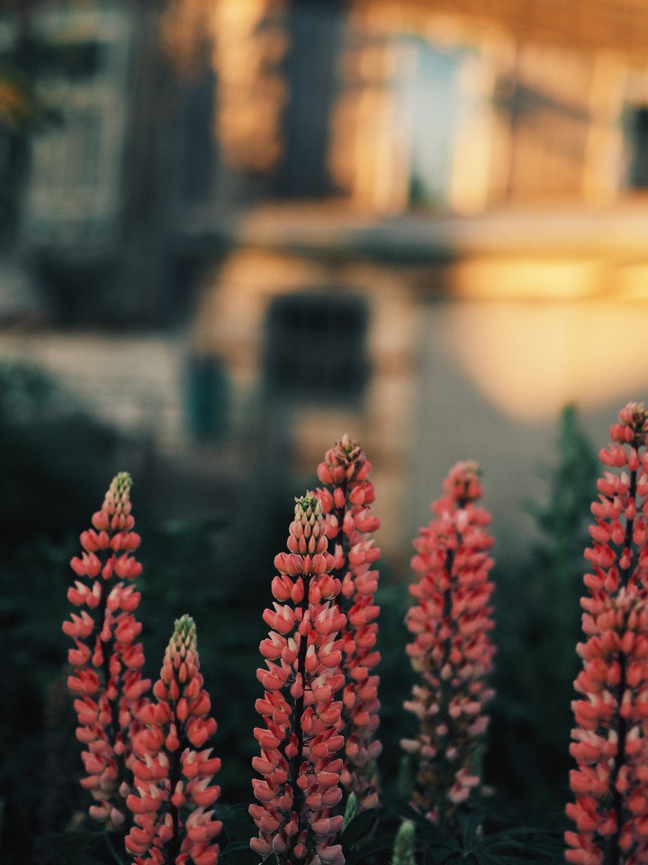lupins