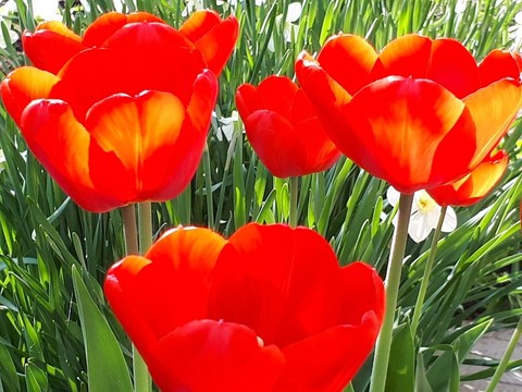 flowers