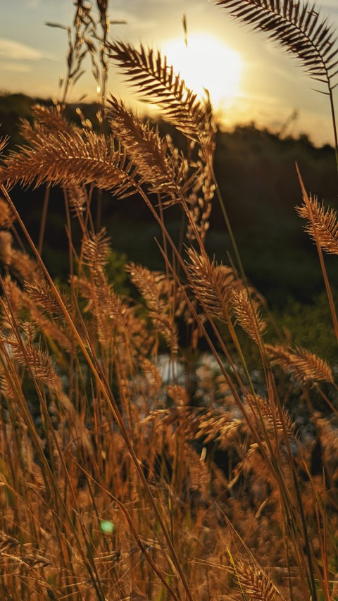grass, sky wallpapers