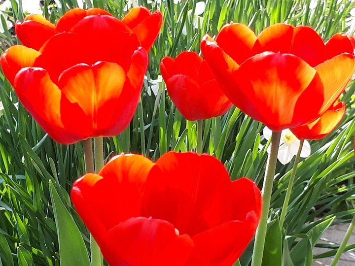 flowers