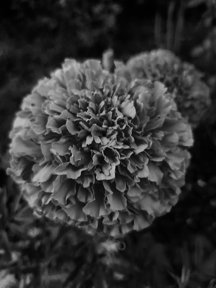 Black flower .... Monoton