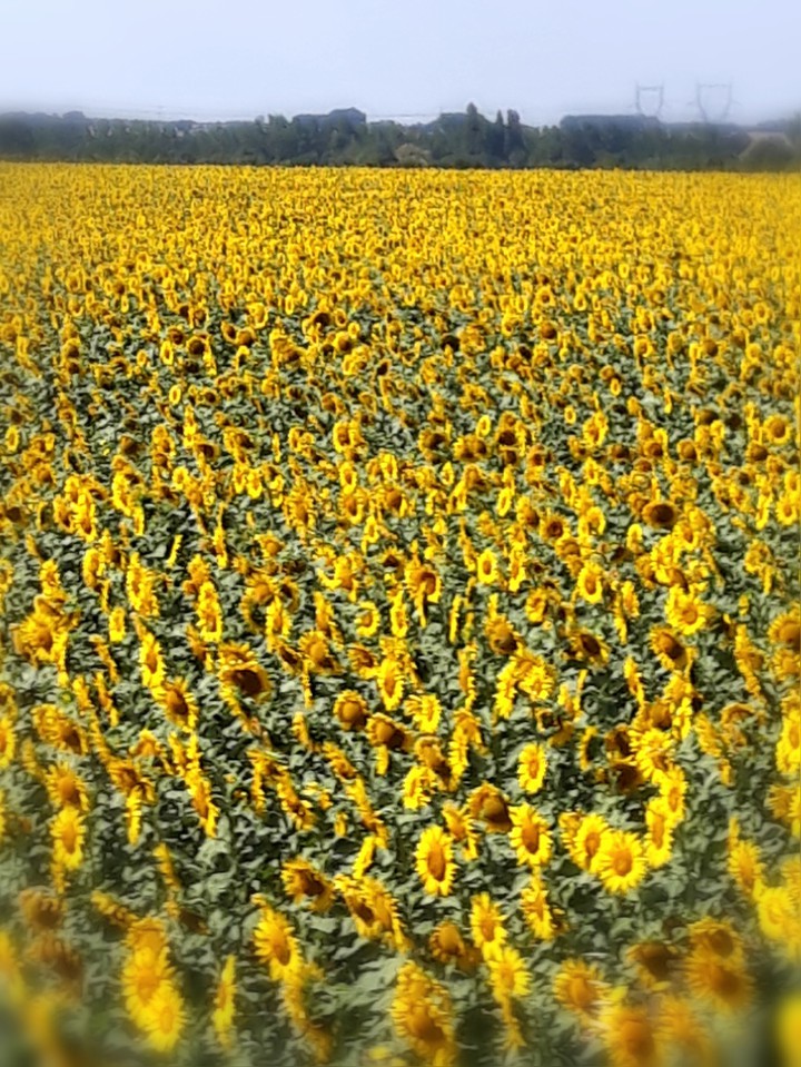 Sunflower blossoms