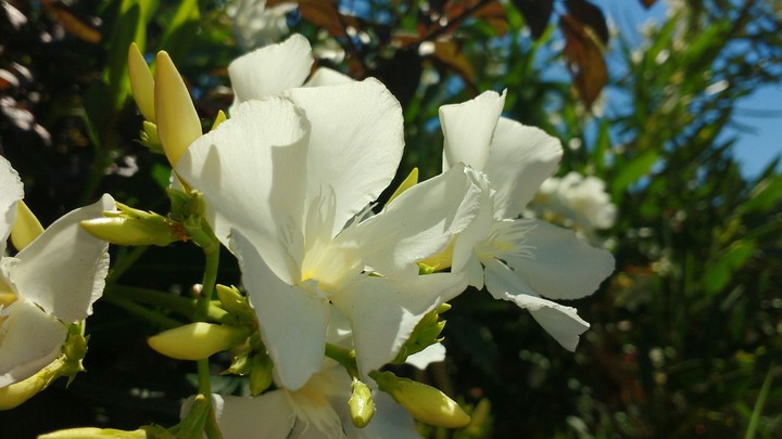white as a flower