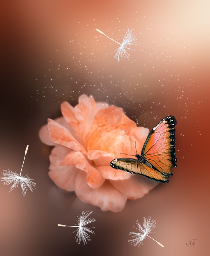 #rose