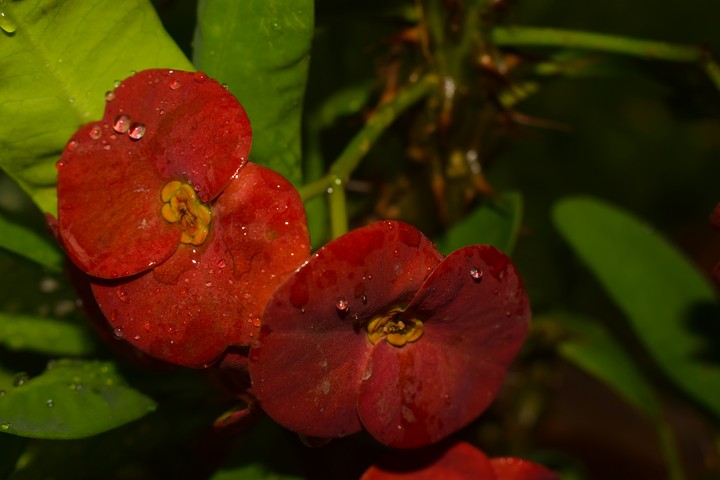 ##Still life photography