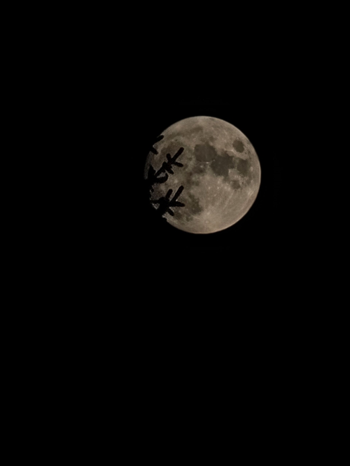 moon behind tree