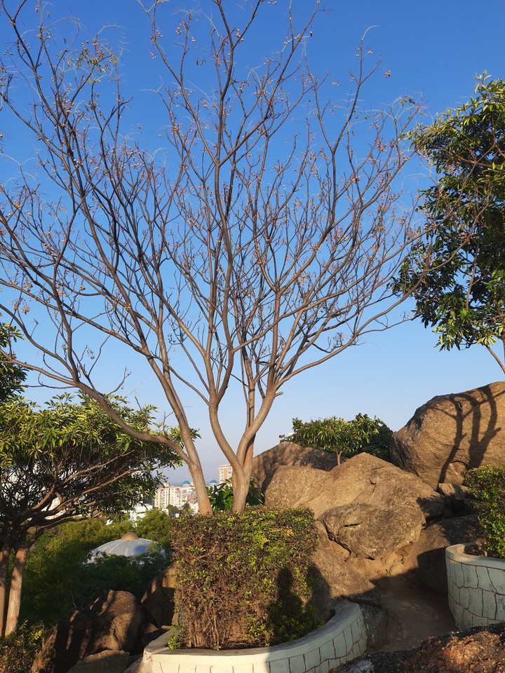 tree