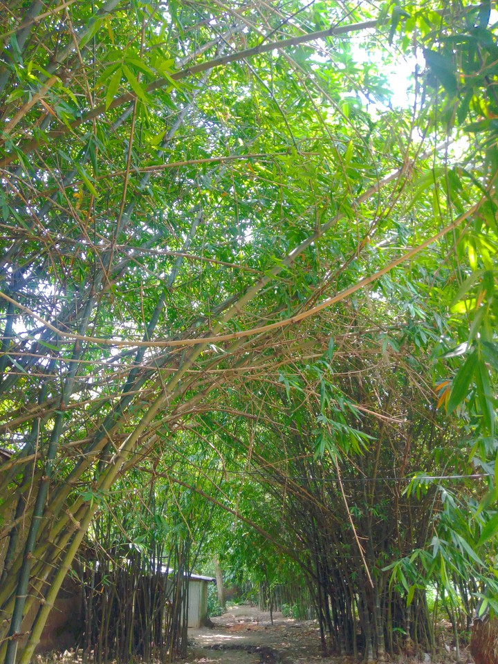 বাঁশের ঝাড়