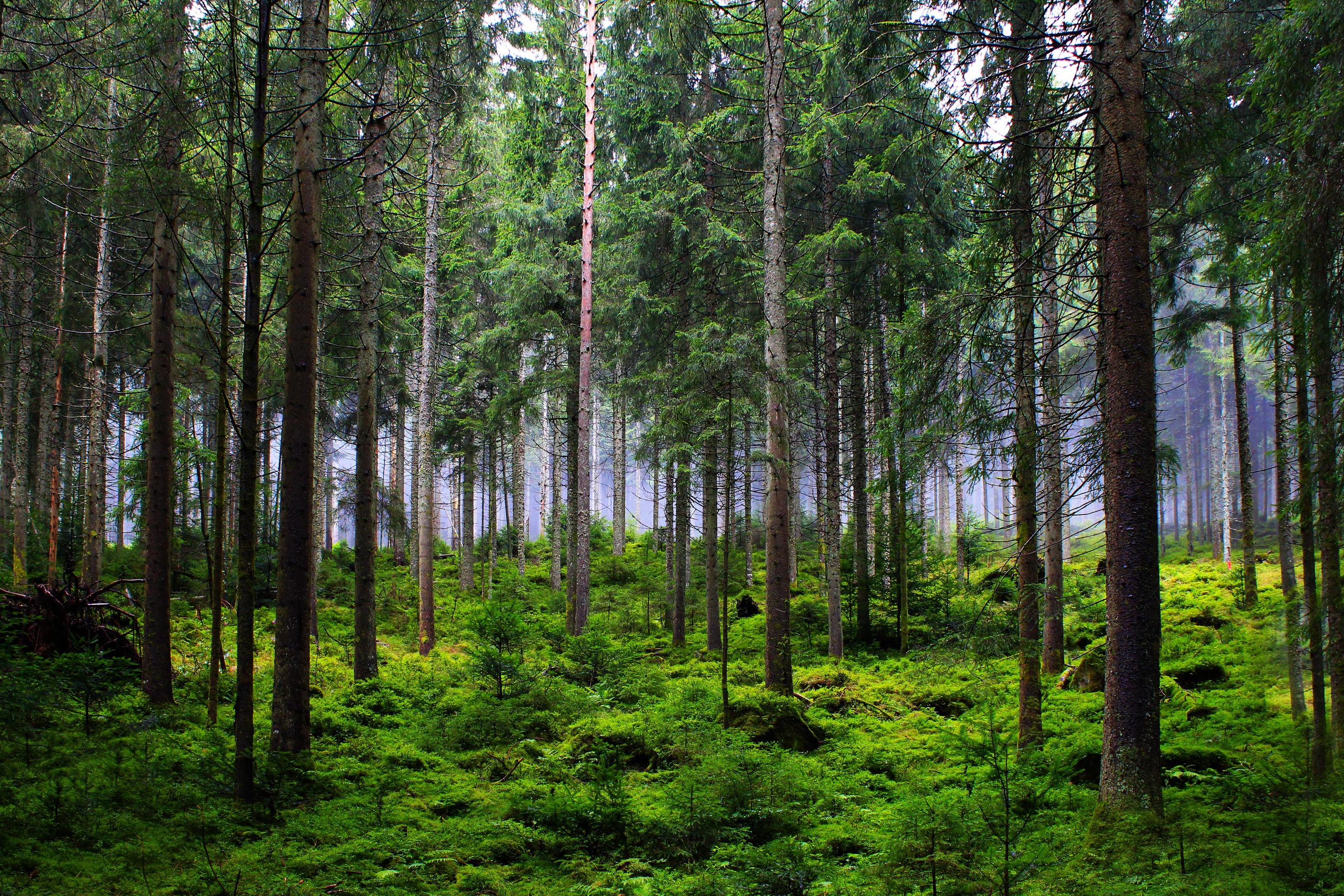 forest, Yellow壁紙