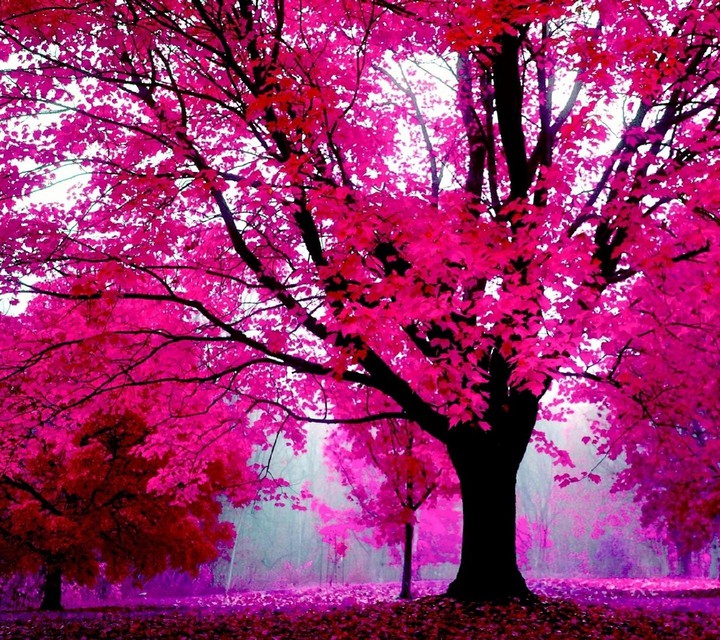 Nice Pink