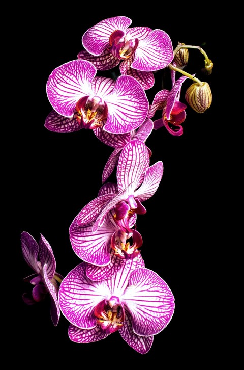 pink, purple duvar kağıtları
