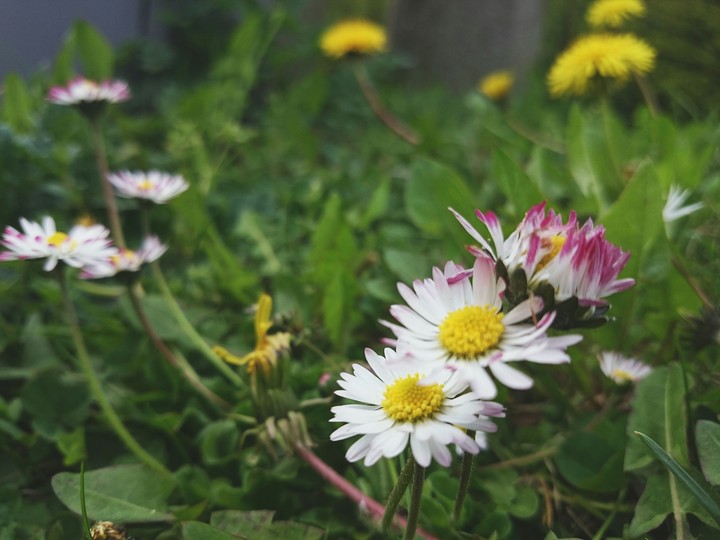 flowers
