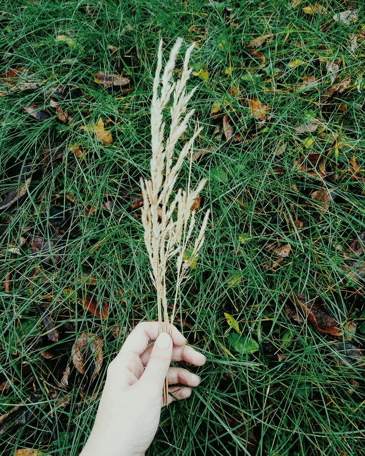 grass