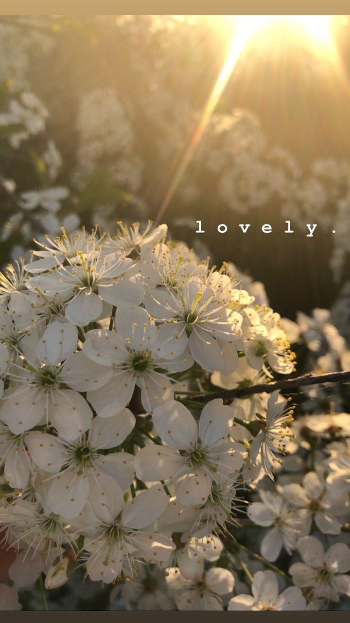 spring / flowers || весна / цветы