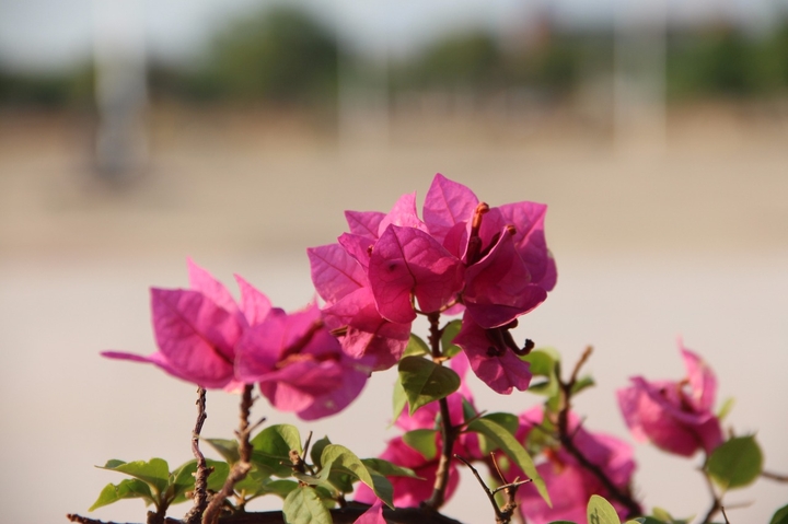 Flower