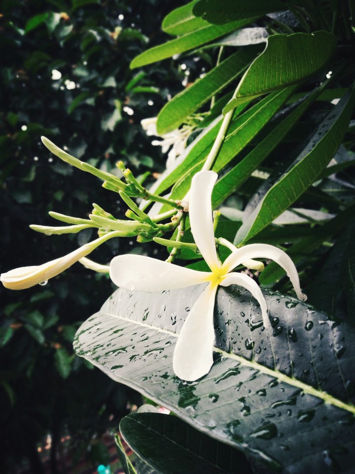 flower