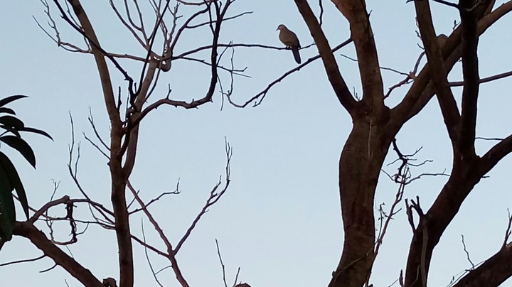 a bird on tree
